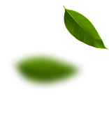 leaf