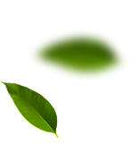 leaf