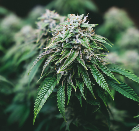 Cannabis