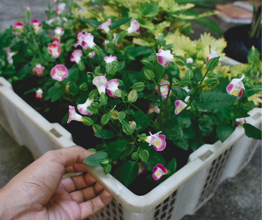 Flowers
