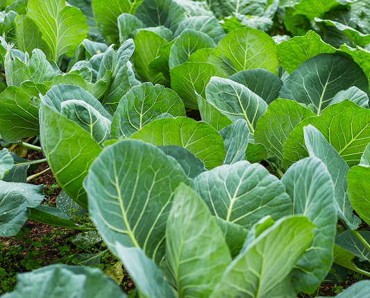 Vegetables